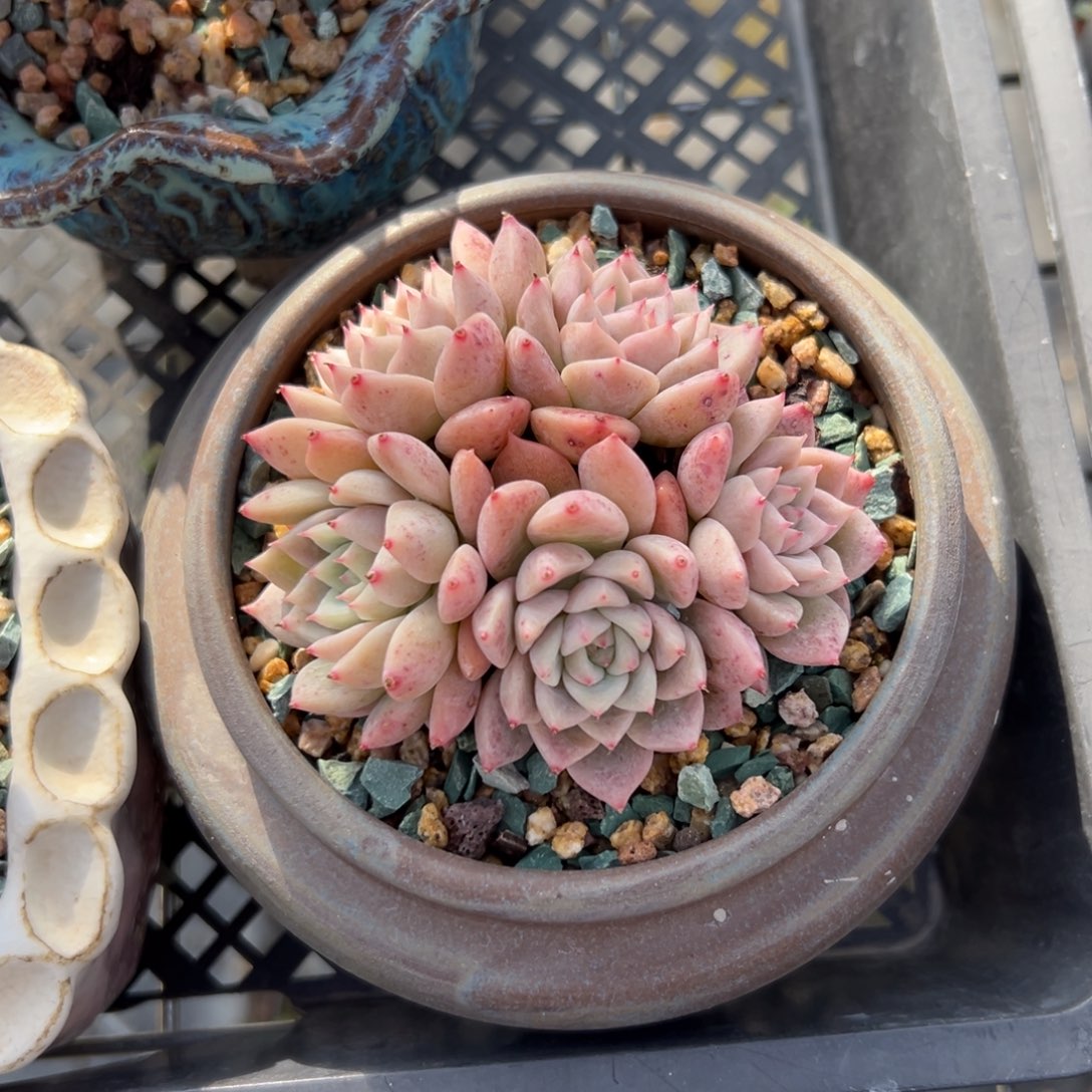 霜花精控多肉一物一拍