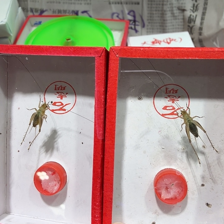 一***茶蟋蟀石老师二条包邮