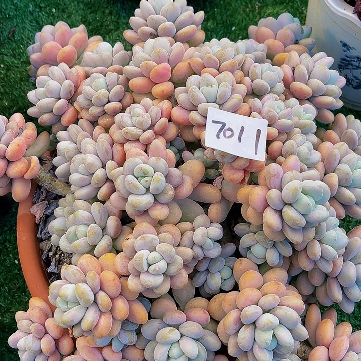 我**肉香水洛神群7011