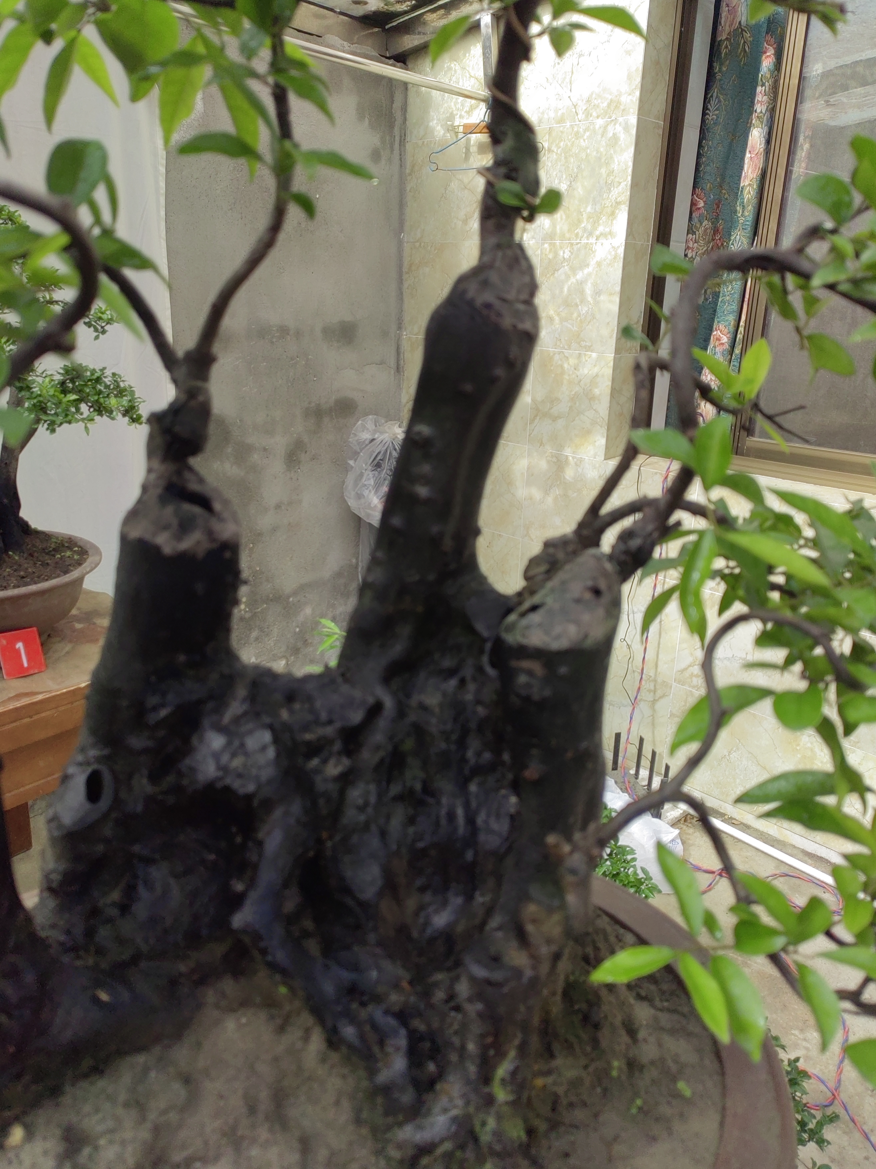 金弹子盆景一物一拍