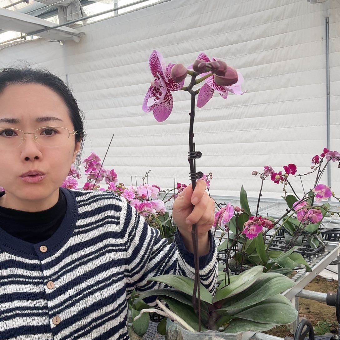 完全开放乌龙茶1颗