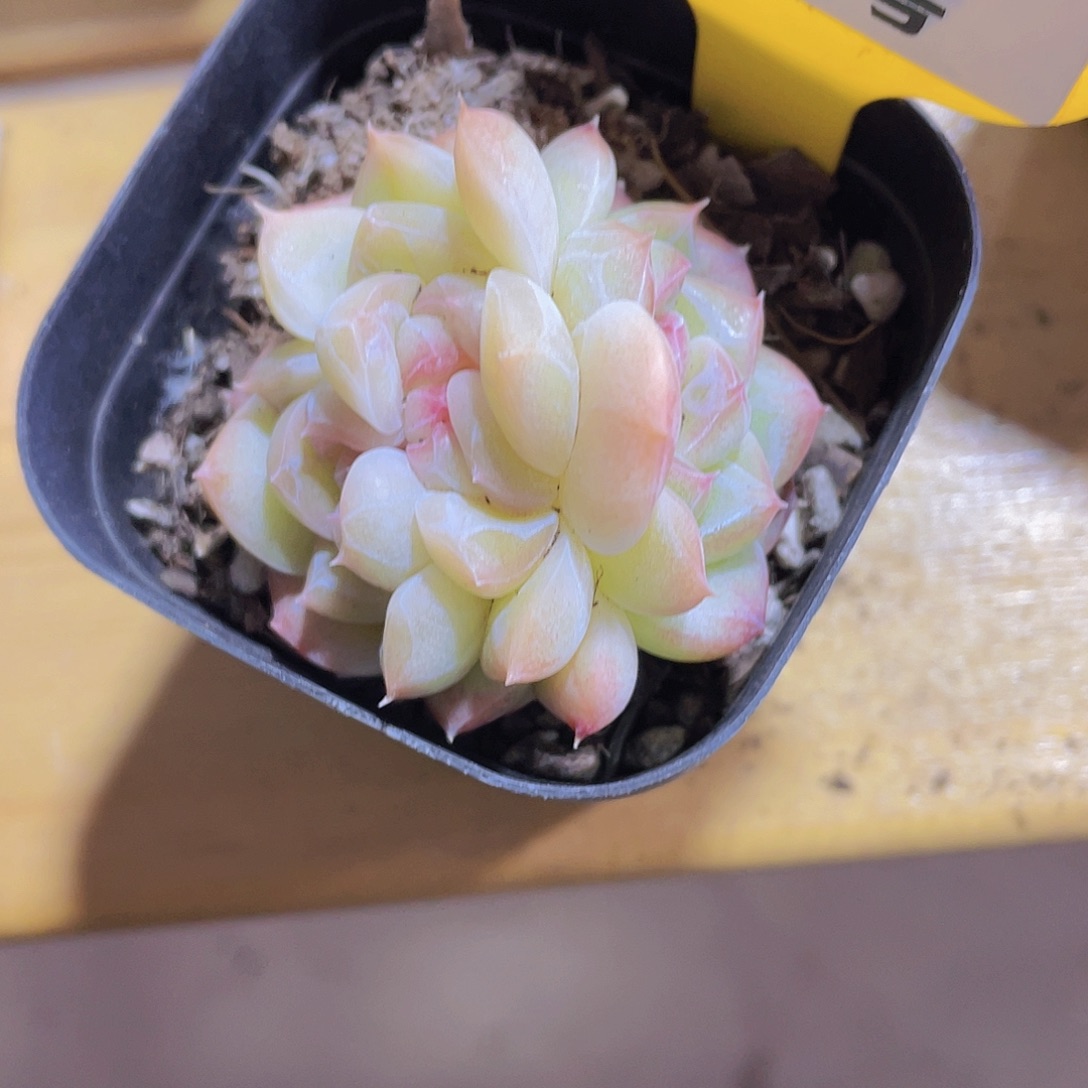 292号 糖心白桃汽水朵朵缀