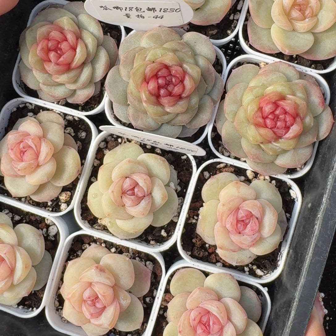 1230-044-瑰夏一颗量拍