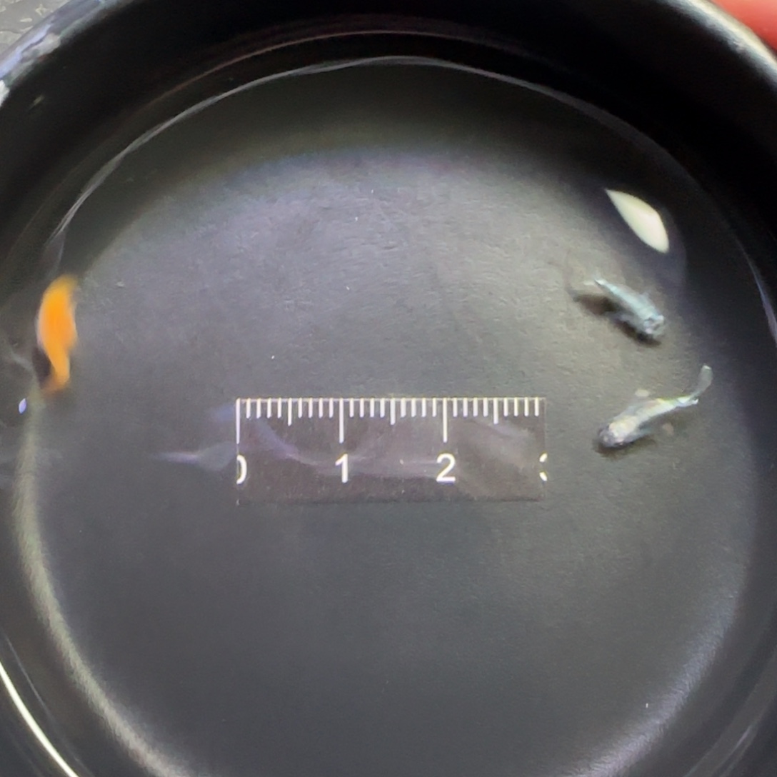 青鳉鱼观背青鳉鱼直播间107