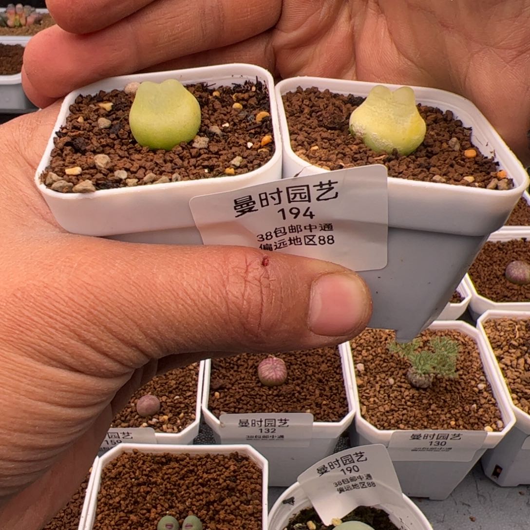 2.7拉登福利多肉194