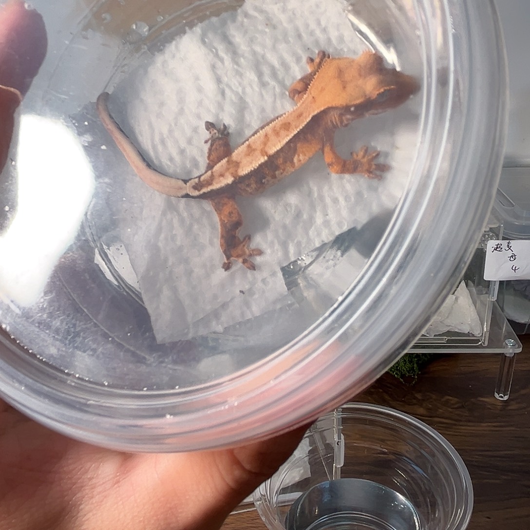 睫角守宫睫角守宫苗子公母未分