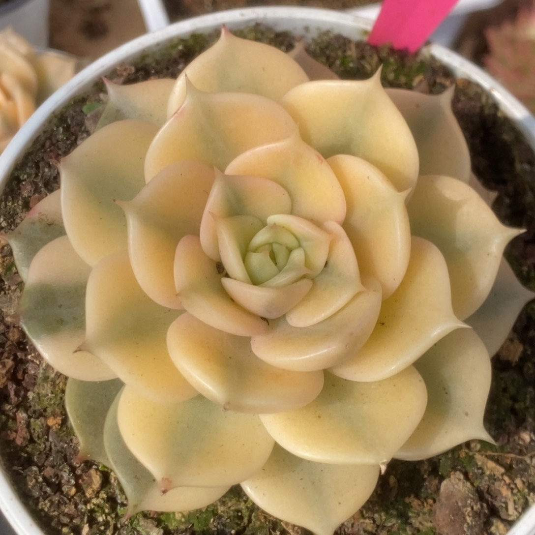 554贝加尔湖锦锦锦锦锦锦