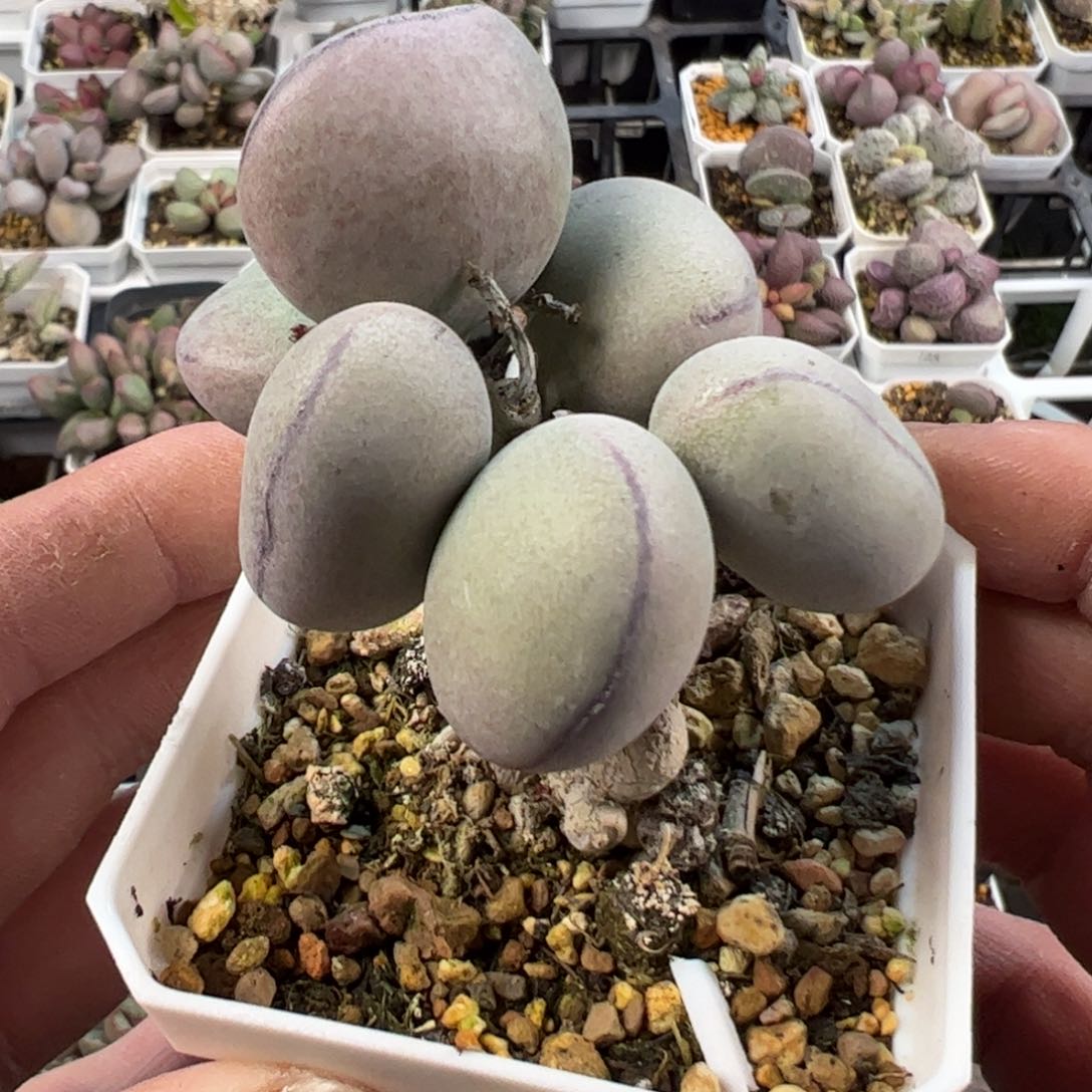 球球紫蛋多肉植物水泡老桩