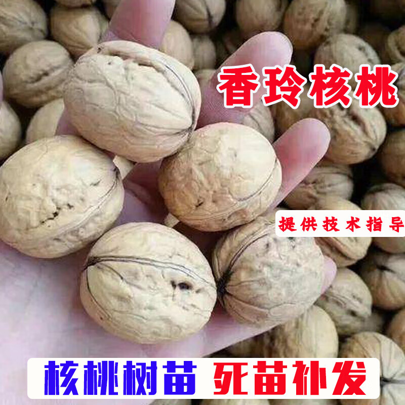 香玲核桃树苗嫁接特大纸皮薄壳核桃苗盆地栽当年结果南方北方种植