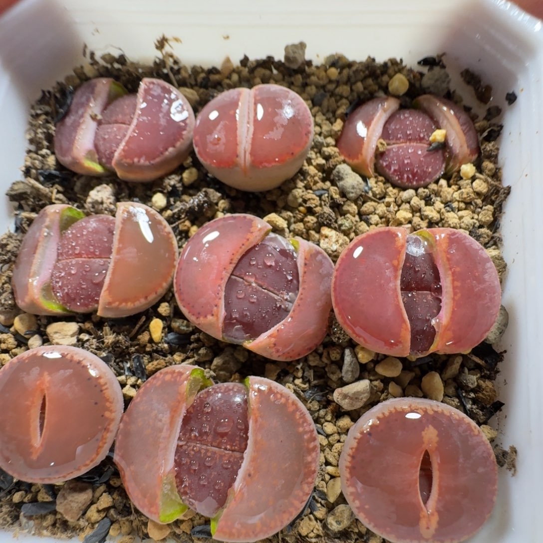 2525。比利时Ko一盒