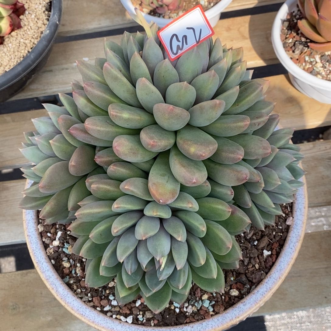 福利红象牙群a12