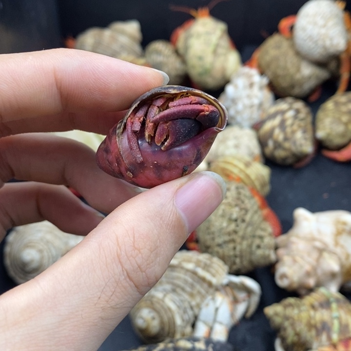 2.0口西非特价商品