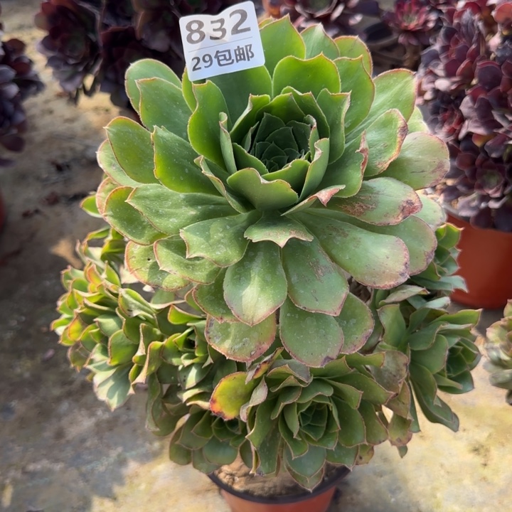 绿玫瑰……多肉植物……