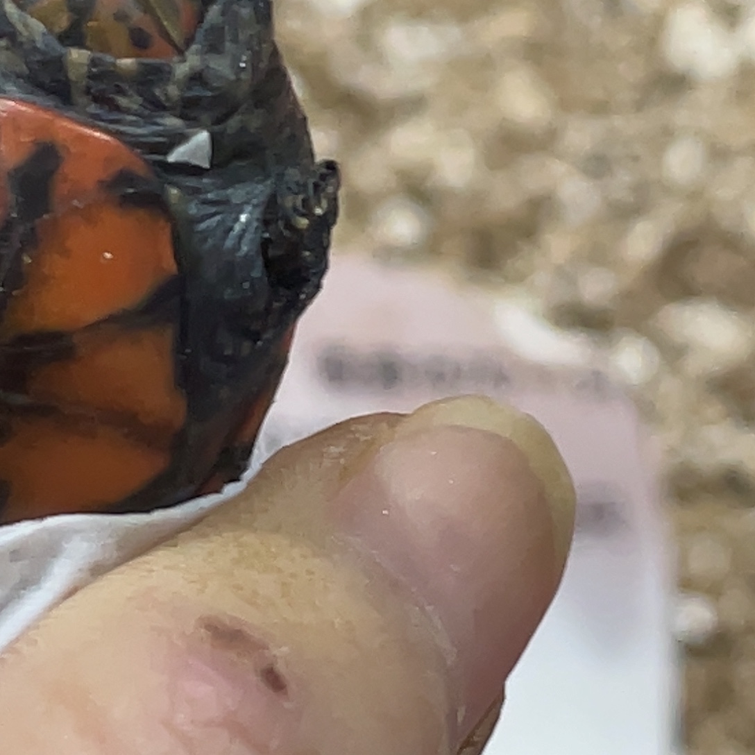 宠物龟不分公母美版小种