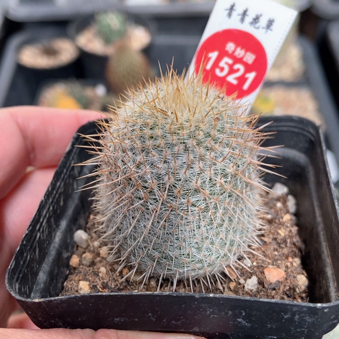 实生黄金白玉兔3.6cm一棵仙人球