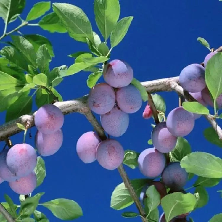 青梅苗青梅树苗果梅乌梅树苗盆栽地栽酸梅子南北方种植庭院果树苗