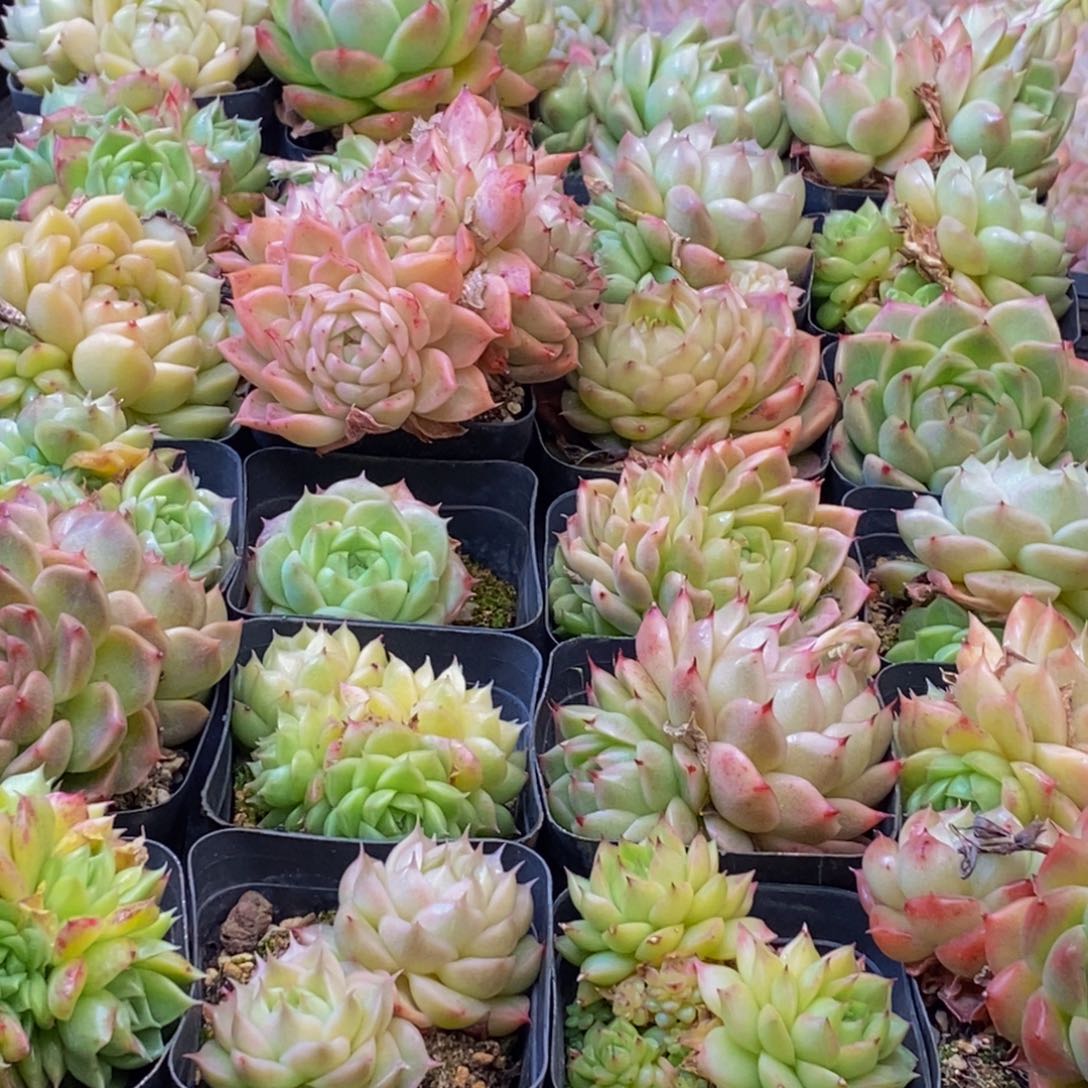 917多肉植物保护研究所所长助理