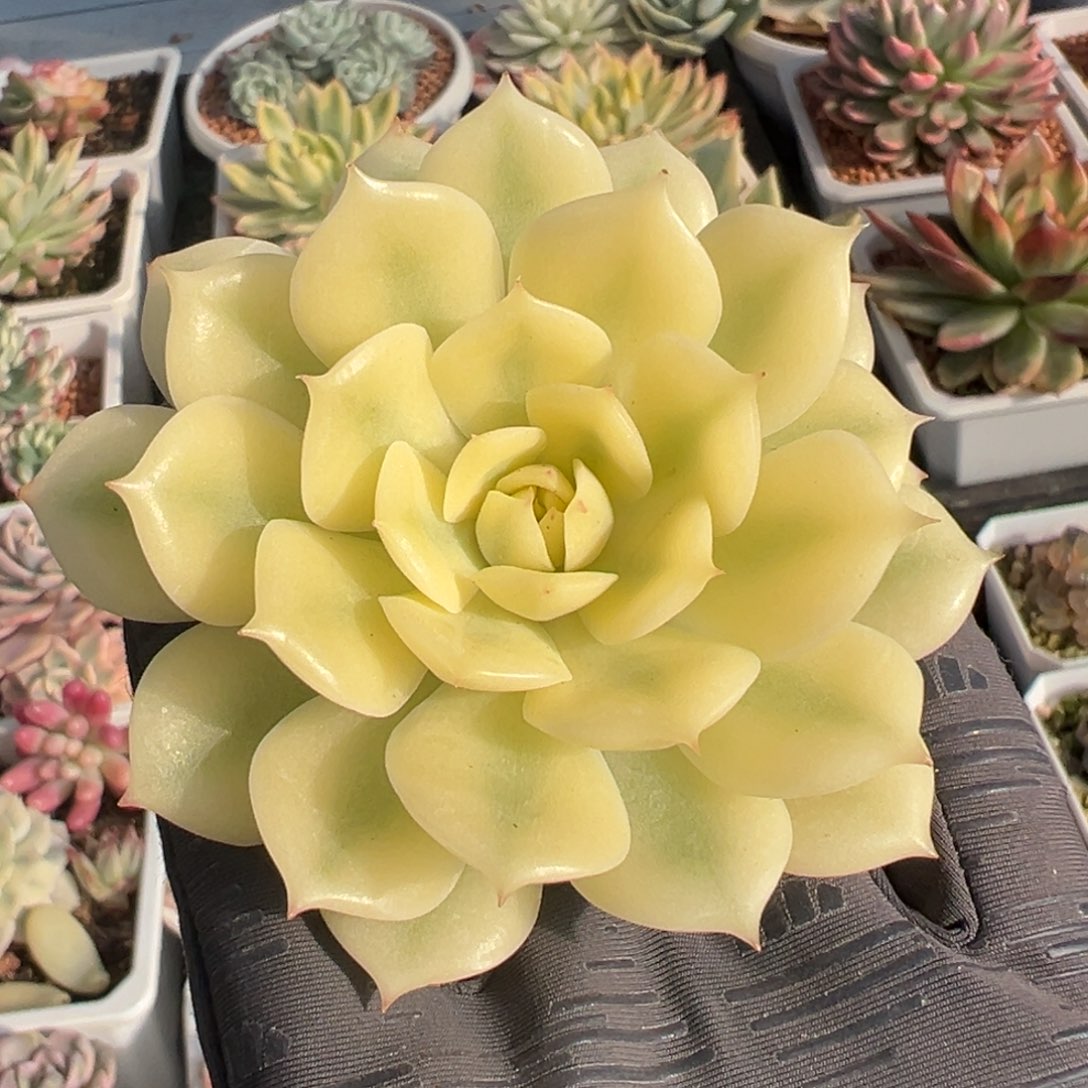 艾利卡锦，宽覆轮锦砍头无根