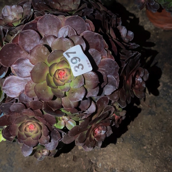 397黑膜锦科技锦多肉植物