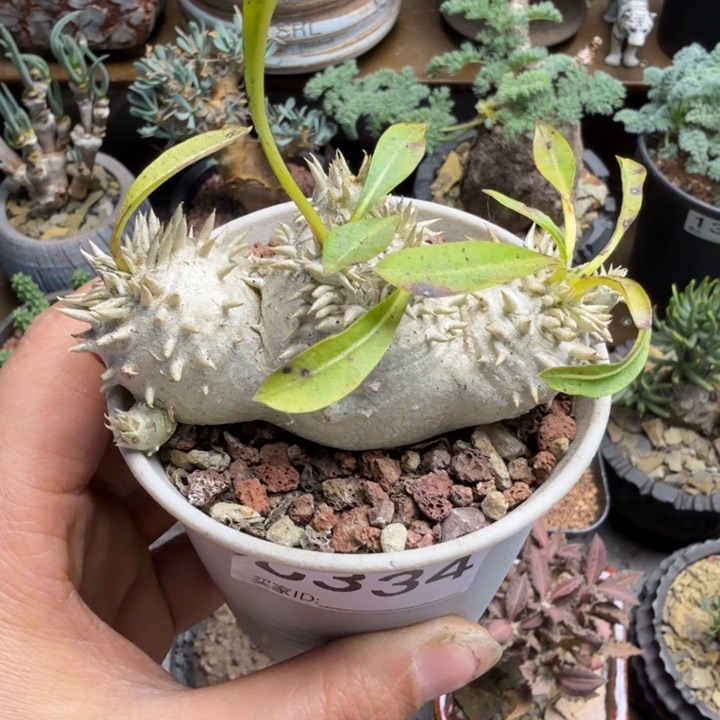 慧比须笑334 （满28包邮）