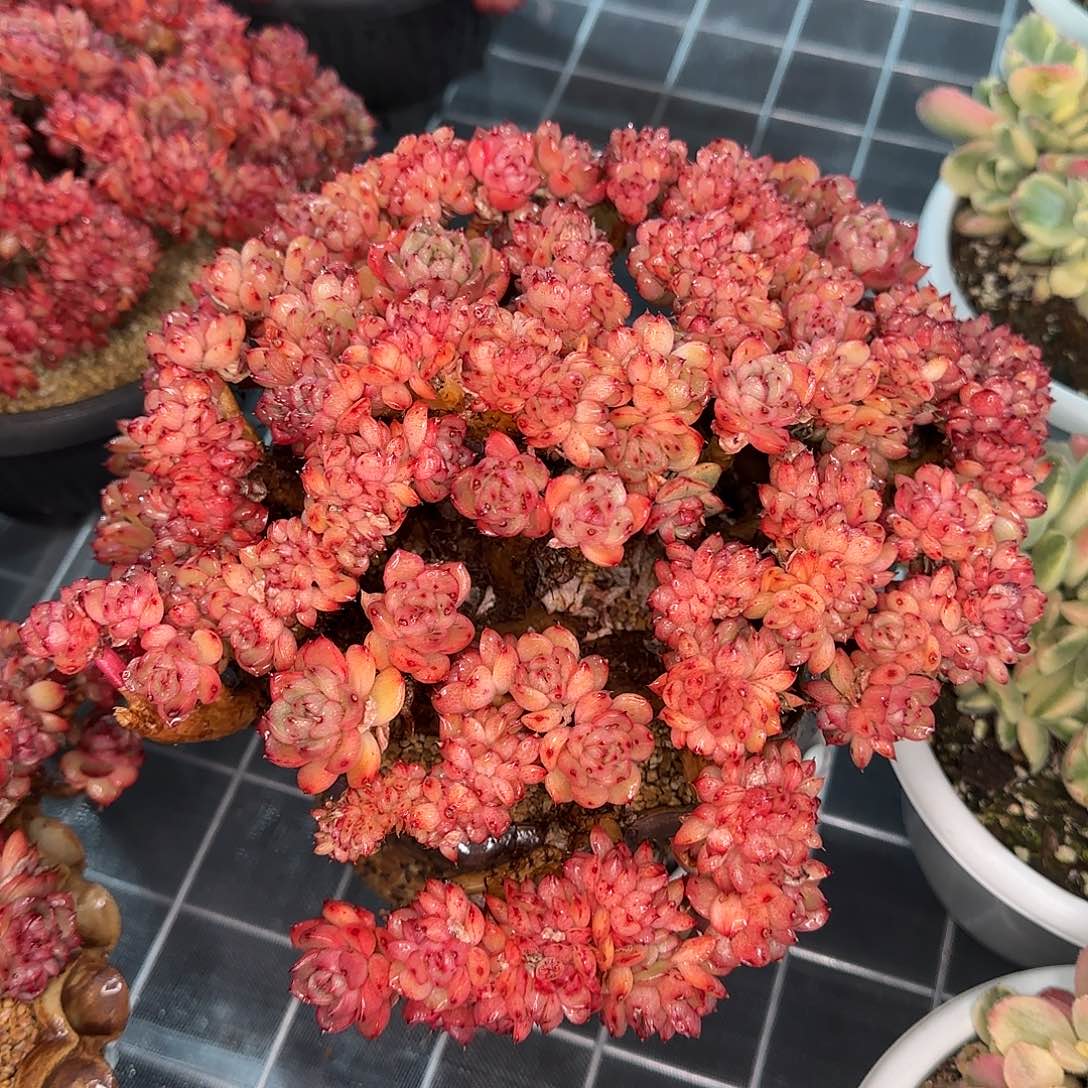 从前慢花园精选彩票缀