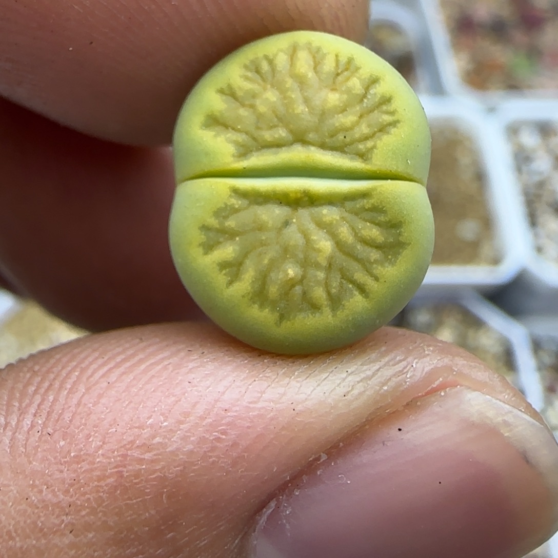 491 生石花大棚直播