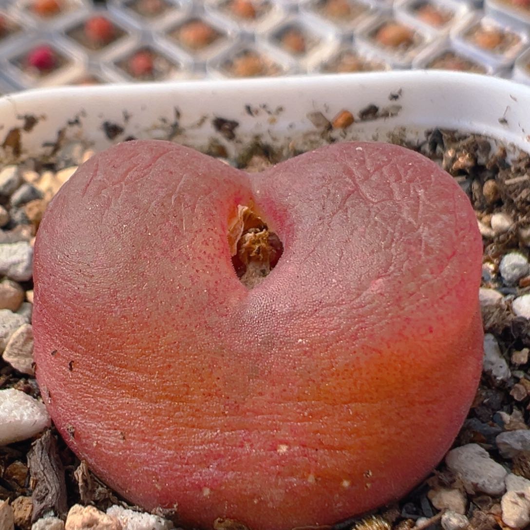 109多肉植物百科水蜜桃