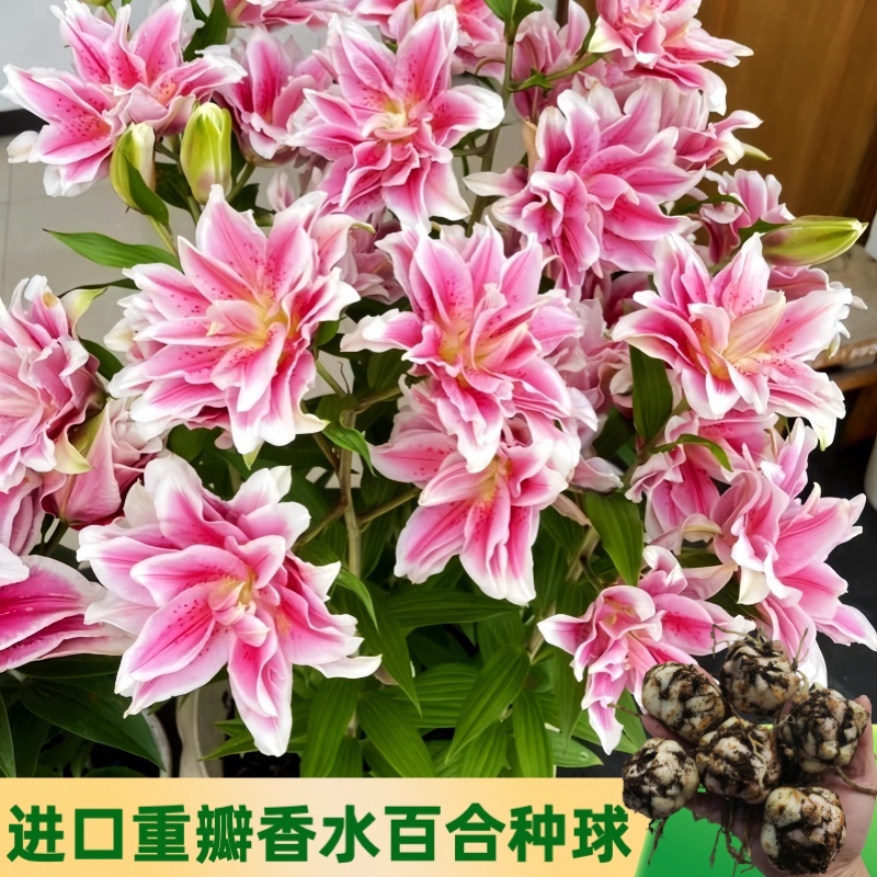 正宗荷兰进口香水重瓣百合花种球阳台庭院浓香型室内耐寒