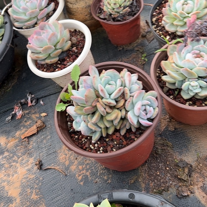 暖****多肉植物实物直播实物88