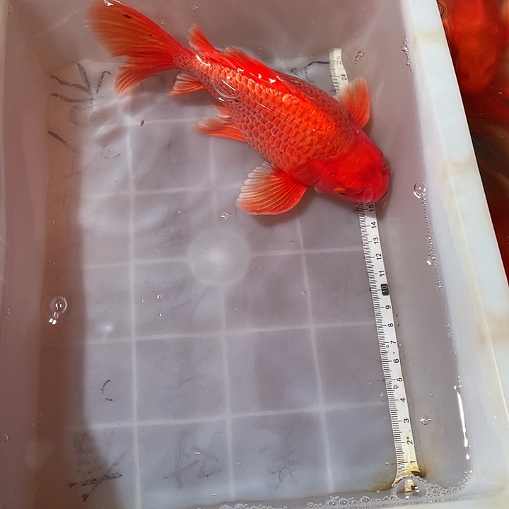 蝴蝶鲤鱼渔场直发39