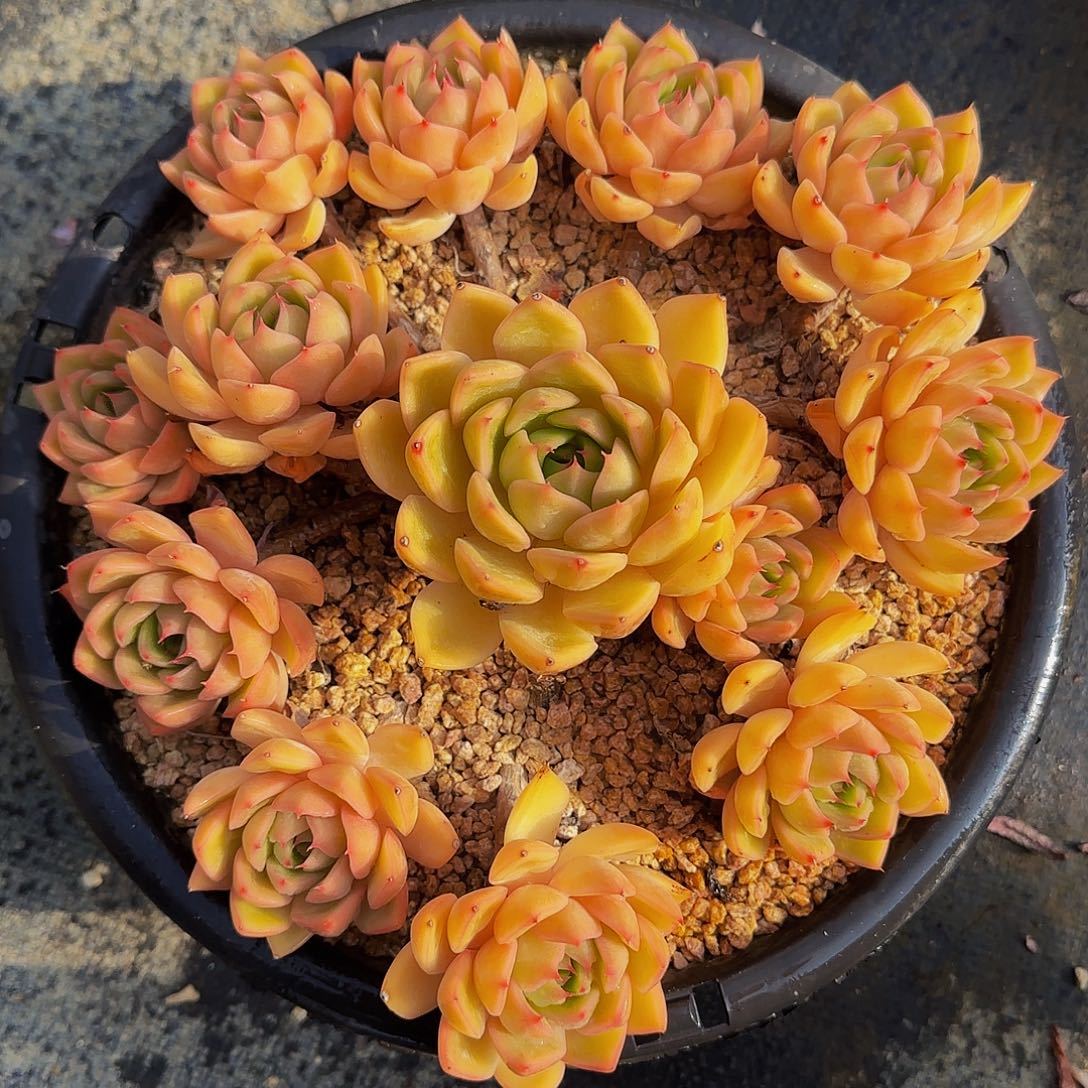 Z***L啊啊啊呃模棱两可咯哦来咯咯嘛