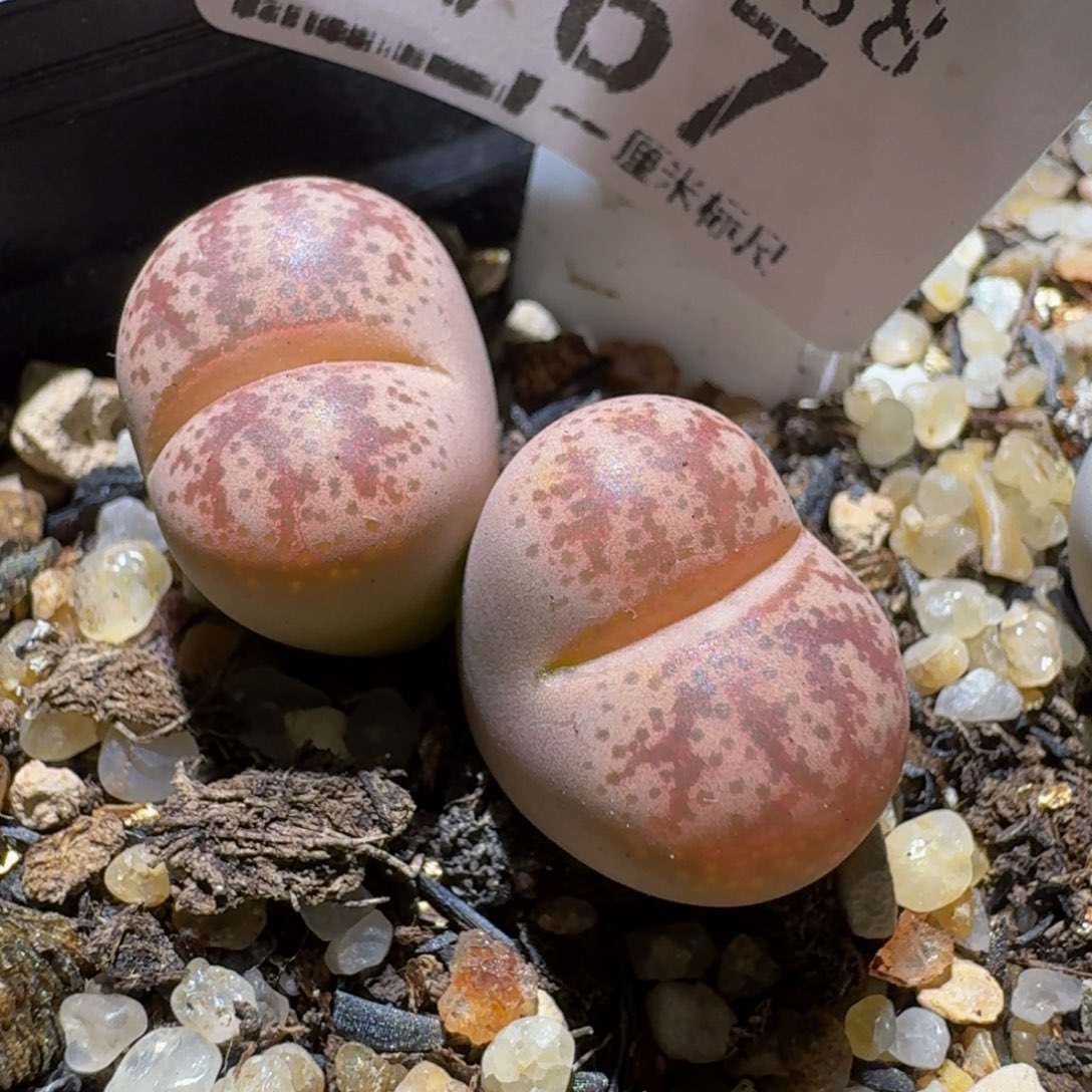 Ssss精品生石花767