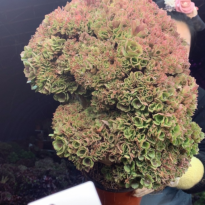 柒柒精品多肉脱土发货不包断侧枝S770