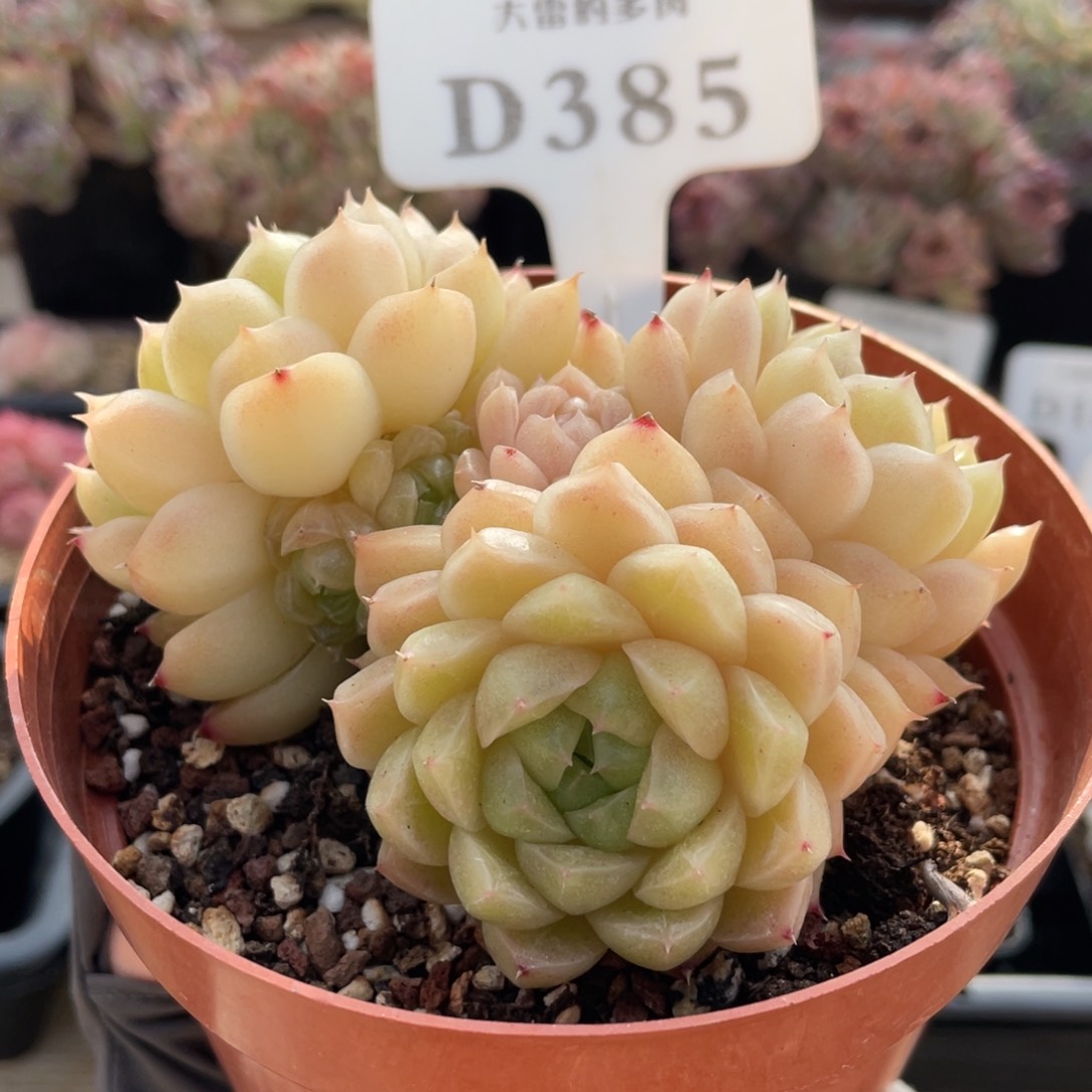 385 麦秆 10厘米 不带盆