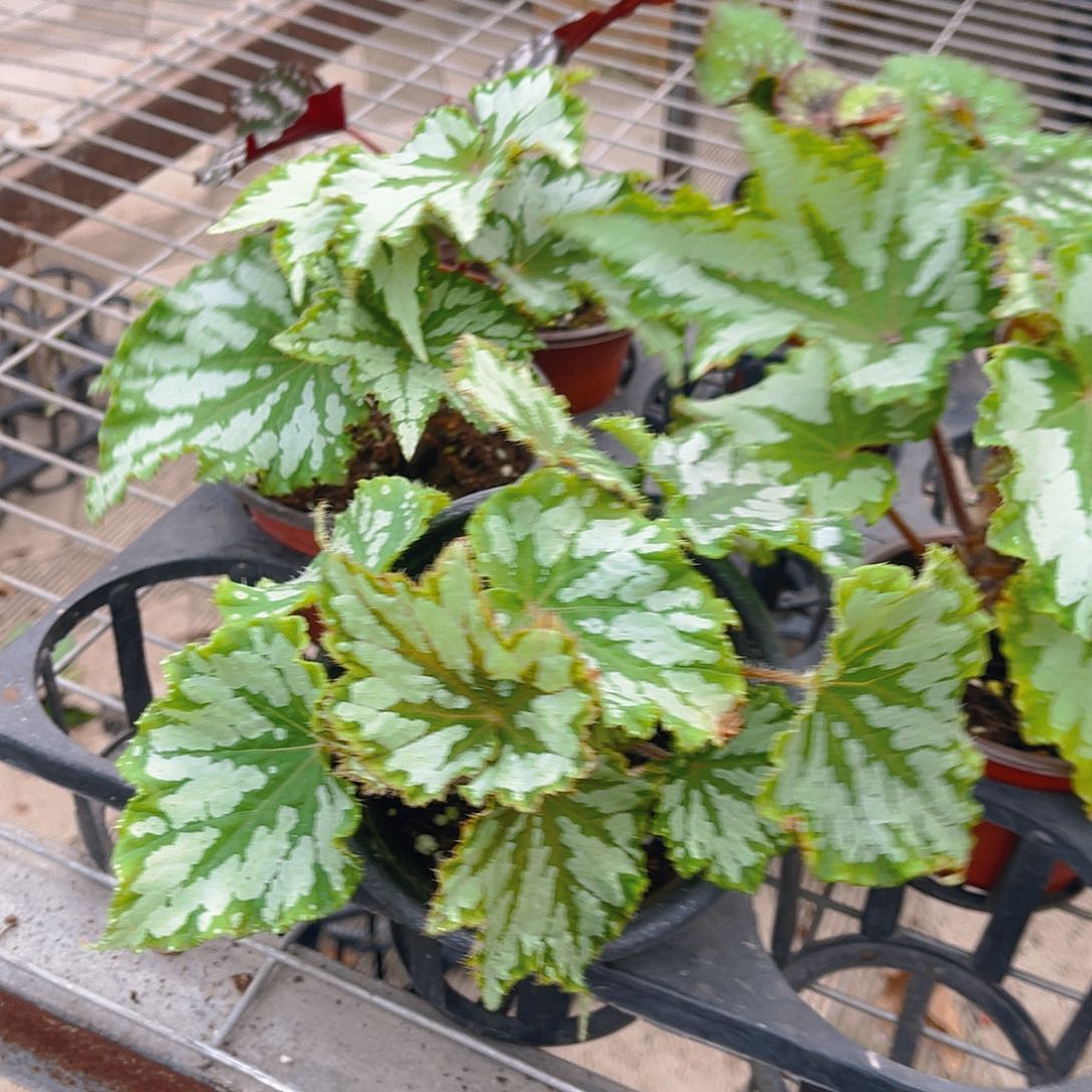 完全开放植物鸟秋海棠