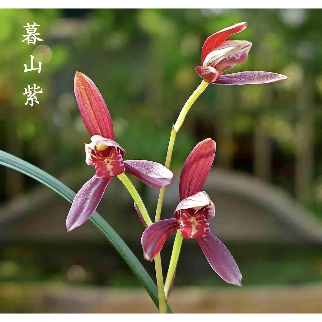 【暮山紫】建兰名品 老种2苗花开浓香 好养易活 对版