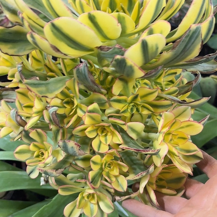 多肉植物太阳神899