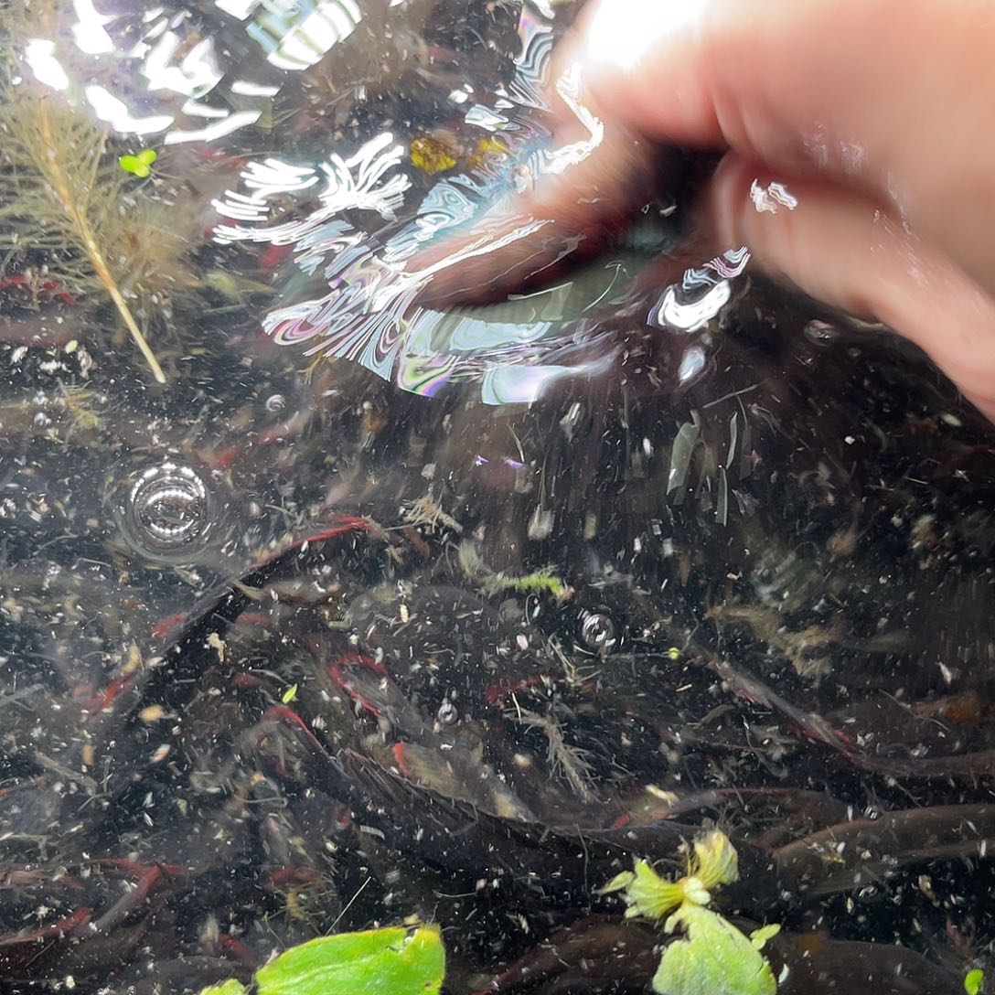 雷龙鱼9号111111111