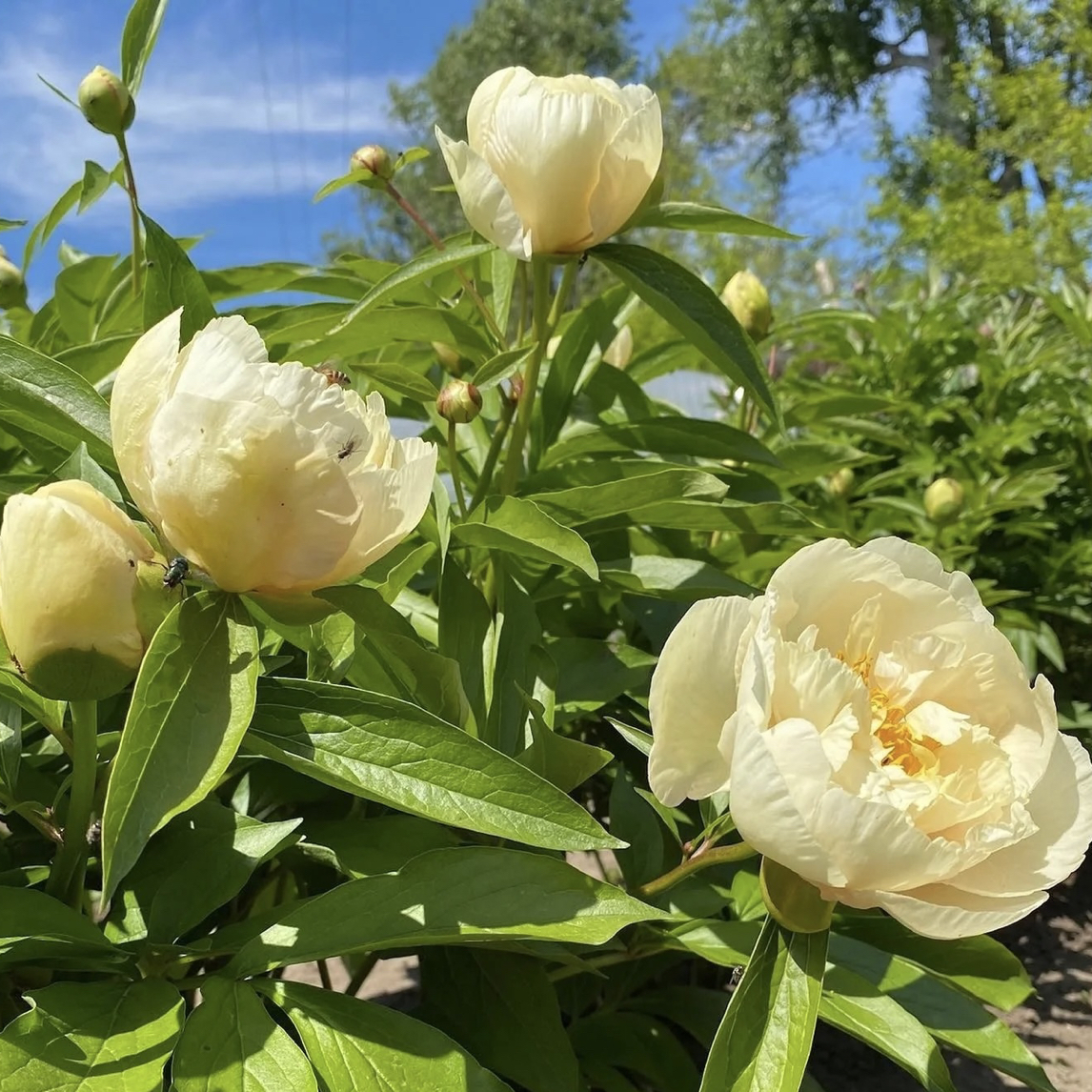 【阳光女孩】重瓣千层芍药根苗