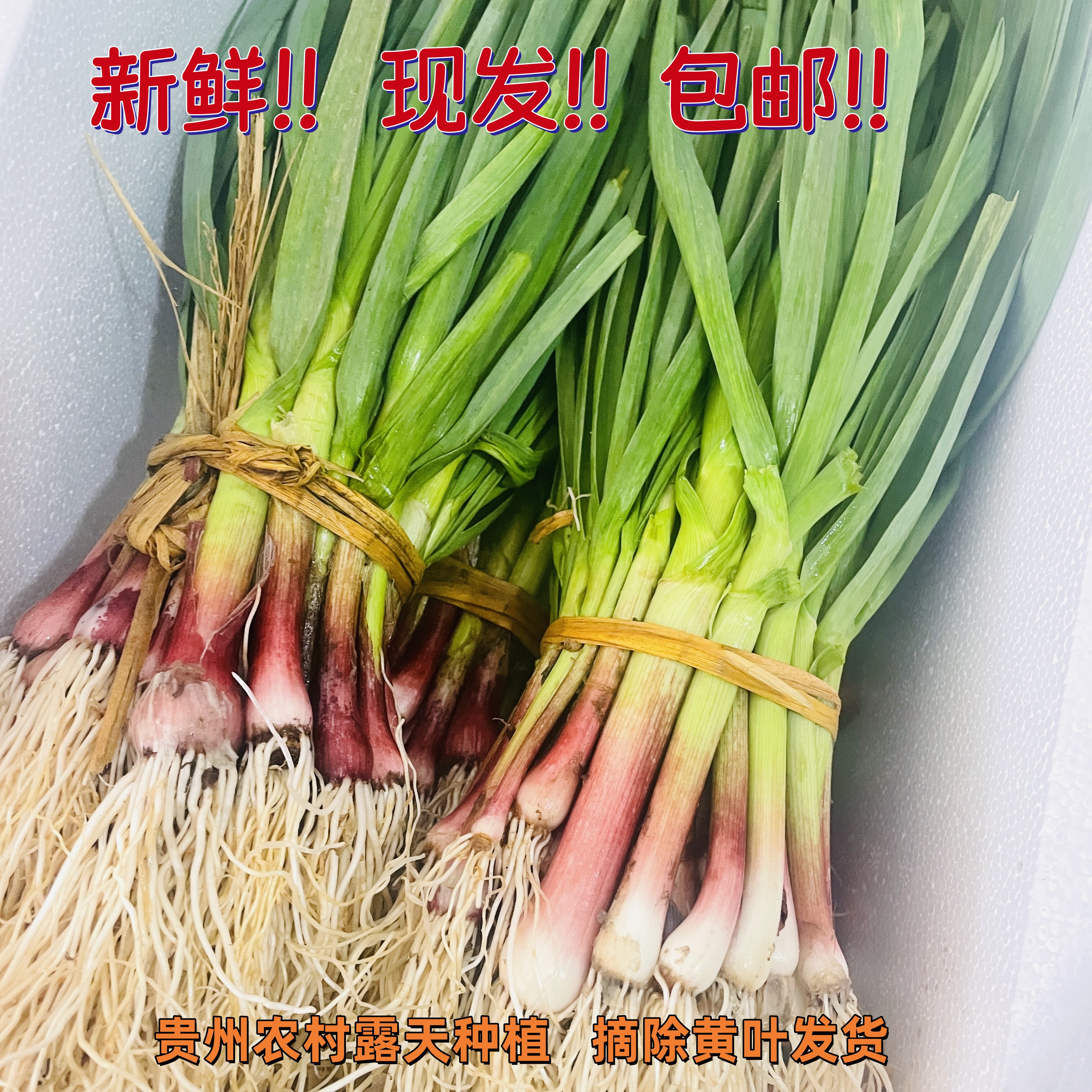 贵州农家自种精选新鲜红皮蒜苗新鲜蔬菜现摘现发