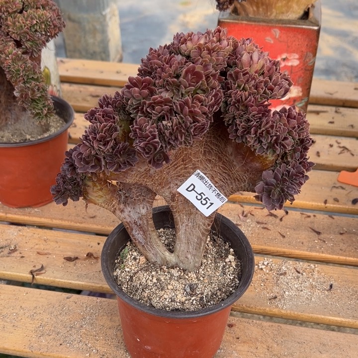 551 玫瑰自然朵缀宽23 公分