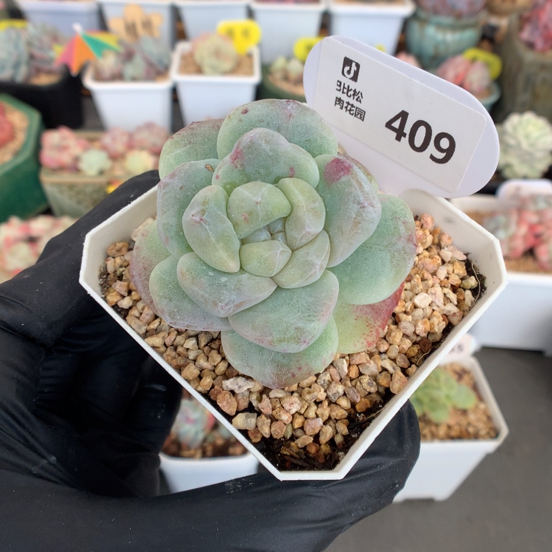 409 彩锦冰玉石化