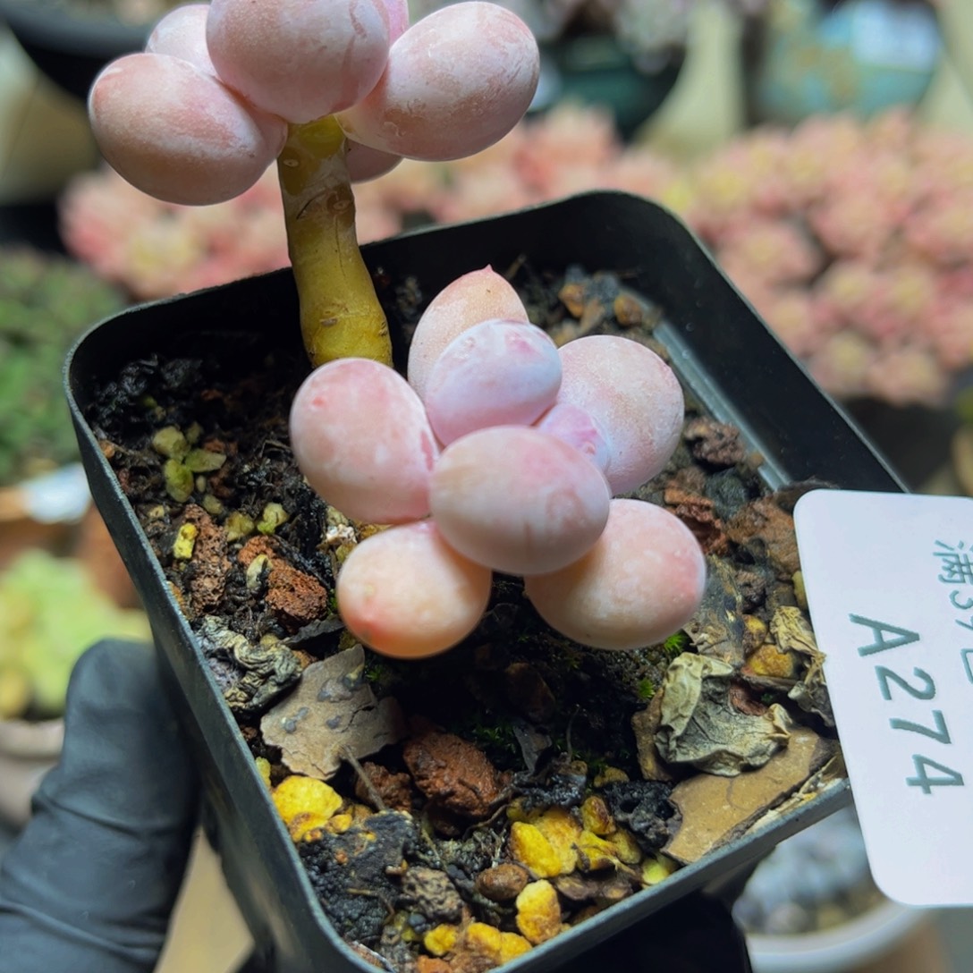 2¥4老桩蛋黄奶酪双头7厘米