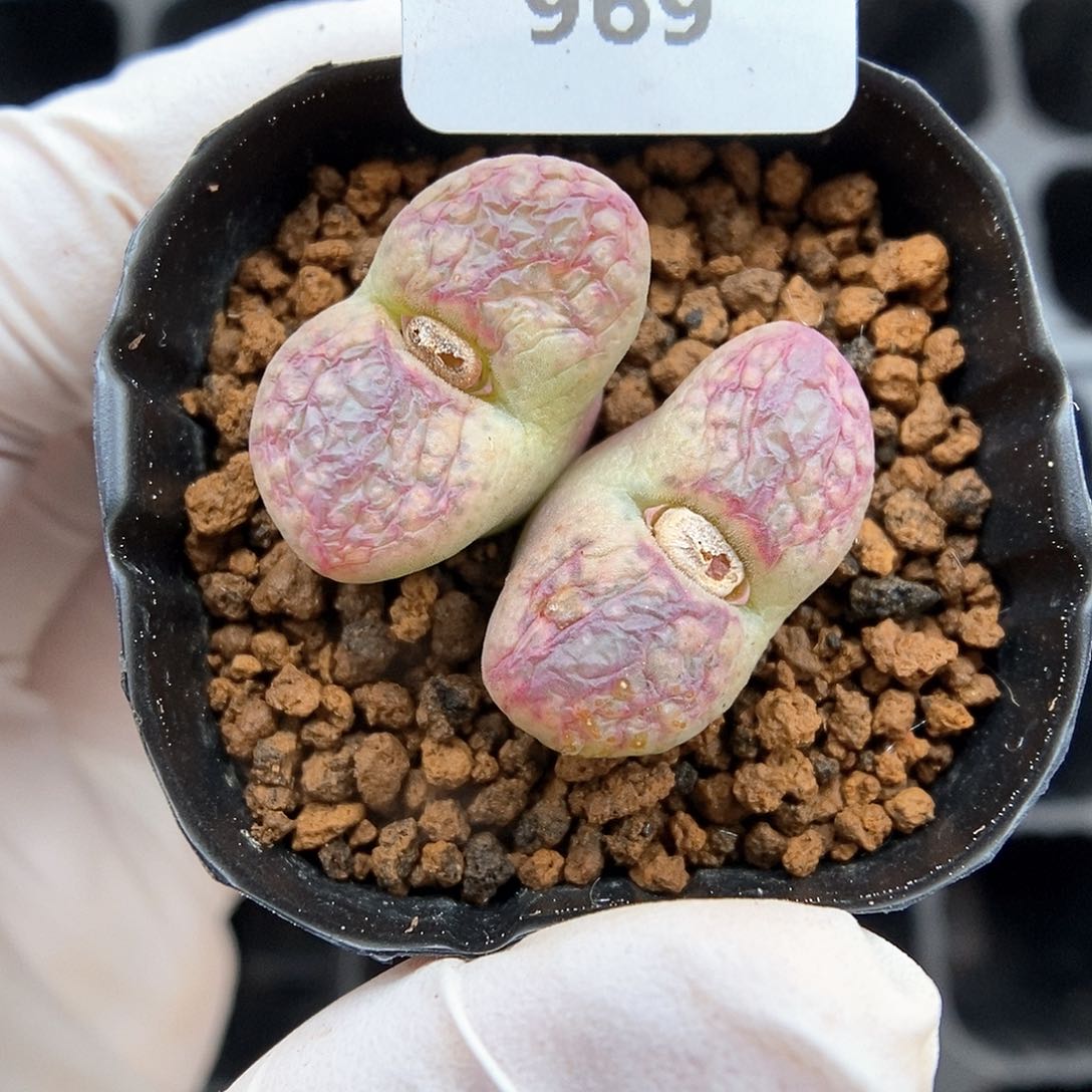 多肉植物A-969（2.2）风铃杂