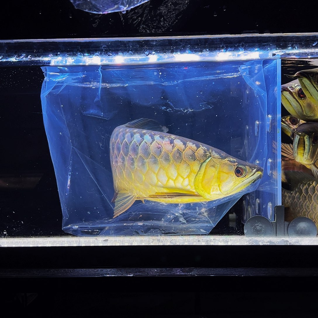 龙鱼马来西亚古典过背