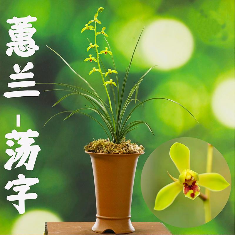 兰花苗精品蕙兰老种苗 荡字 冬带浓香花苞出售室内绿植花卉