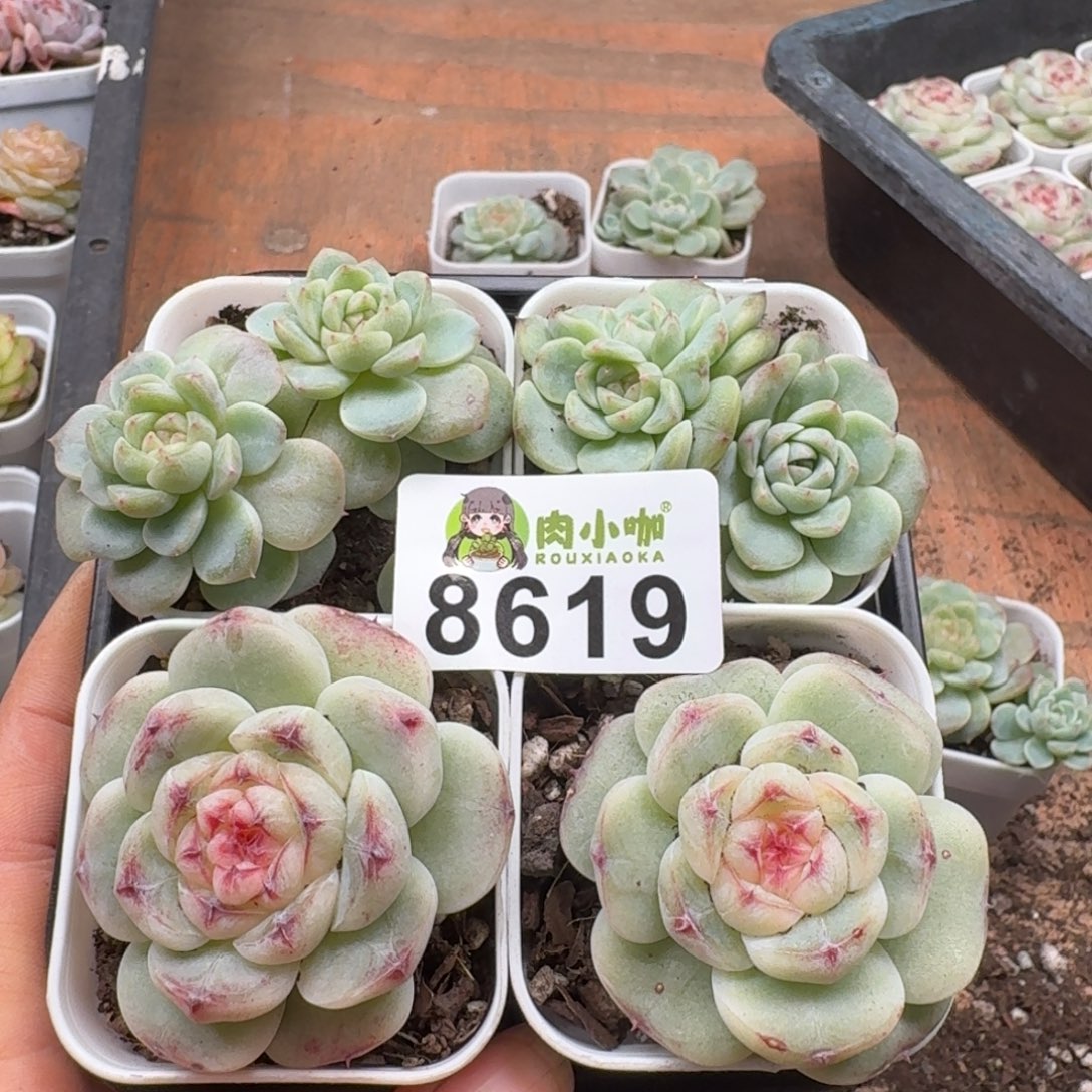 妮***@多肉植物多肉植物