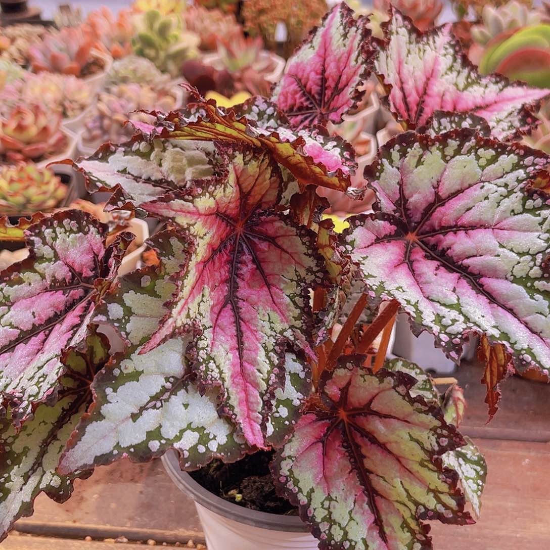 罗伯特高登秋海棠