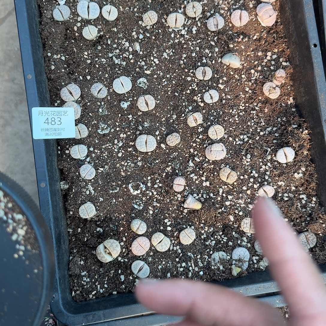 软***心不过他不可能再像现在483是