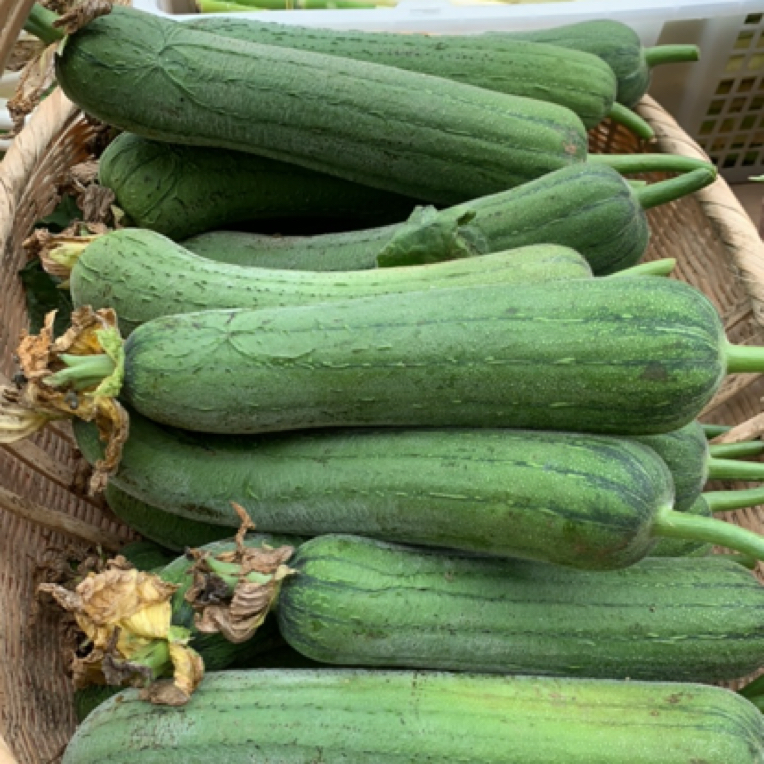 【小哥助农】湖南农家本地丝瓜 2斤3斤